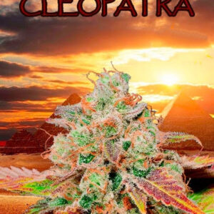 Cleopatra CBD